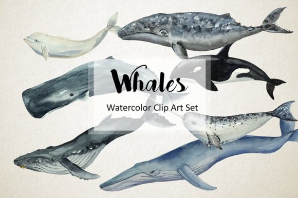 Whales - Watercolor Clip Art Print: A Practical Illustration Review
